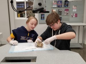 CMS students dissecting a pig heart