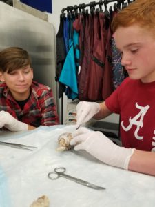 Boys dissecting sheep's brain