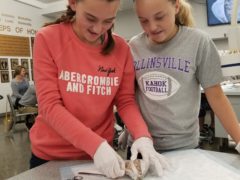 Middle School girls dissecting sheep's brain