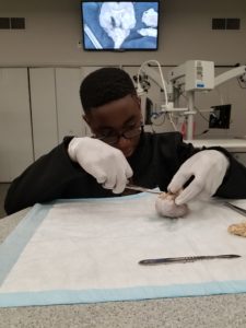 Collinsville Middle School boy dissecting sheep's brain