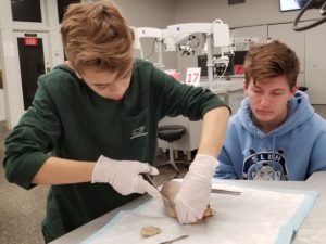 CMS students dissect a pig heart